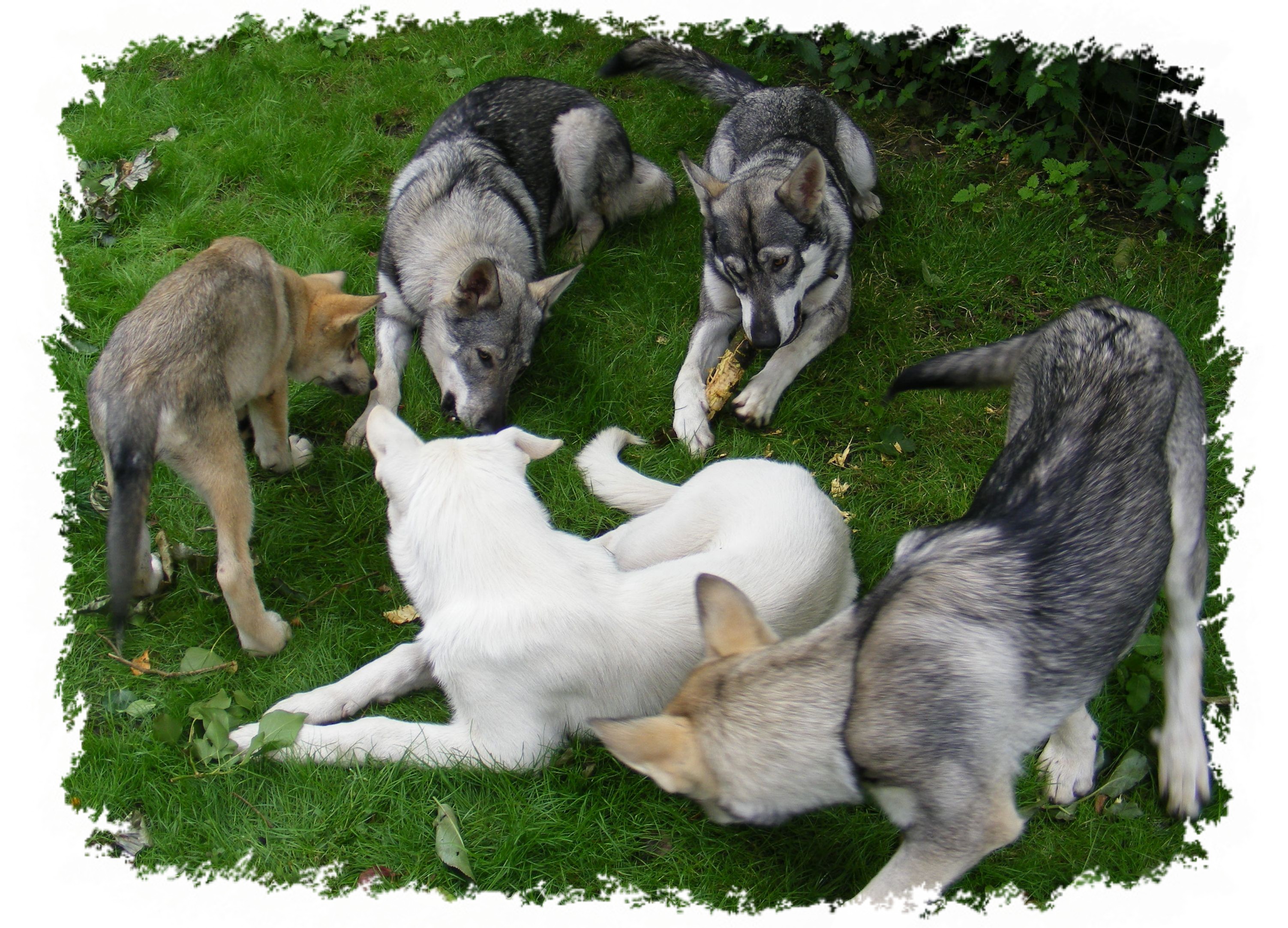 whisper and the pack