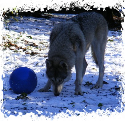 whisper and boomer ball