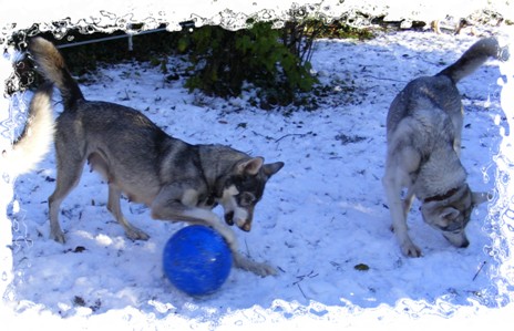 wicca and boomer ball