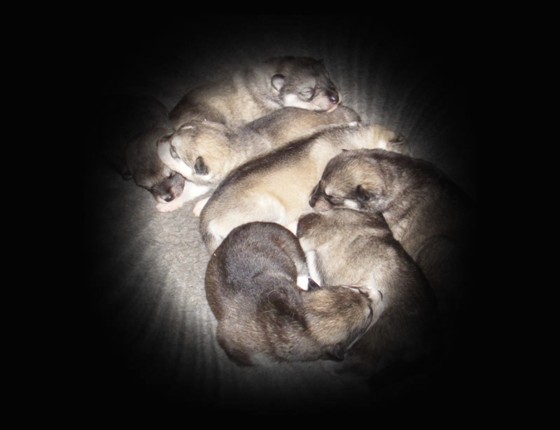 pups
