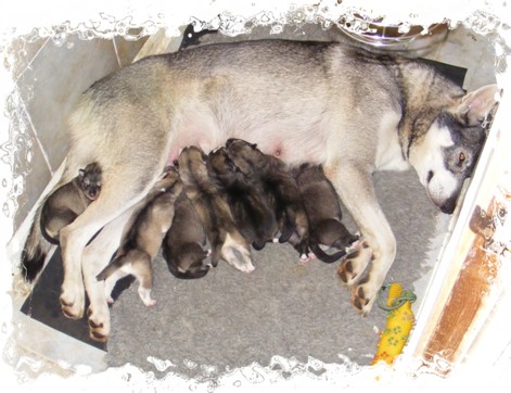 wicca and newborn pups
