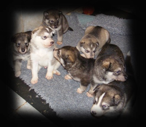 wiccas pups 4 wks