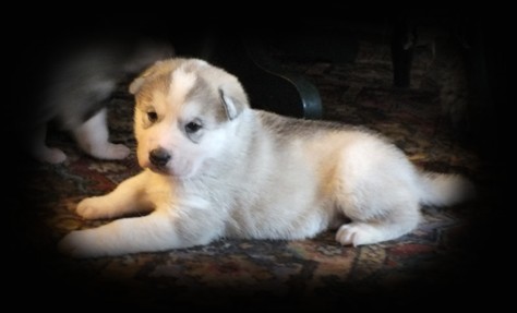 wiccas silver girl 4 weeks