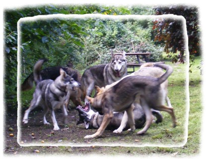 zephyr and the pack